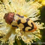 Castiarina simulata. Star Swamp.