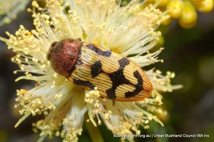 Castiarina simulata. Star Swamp.