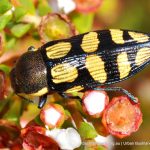 Castiarina subcincta. Star Swamp.