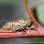 Cicada.