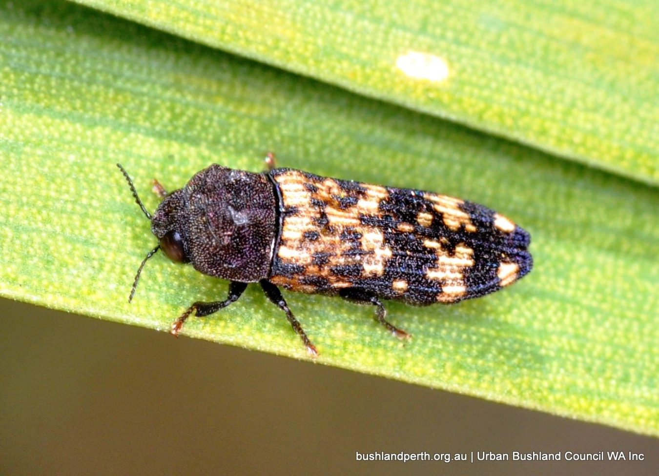 Xyrocelis crocata. Star Swamp.