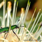 Clerid Beetle. Star Swamp.