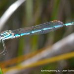 Unidentified dragonfly. Star Swamp.