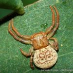 Unidentified spider. Star Swamp.