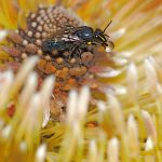 Banksia Bee.