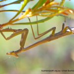 Praying mantis.