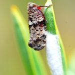 Plant Hopper.