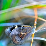 Western Brown Butterfly.