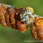 Unidentified native bee. Star Swamp.