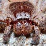 Huntsman Spider.