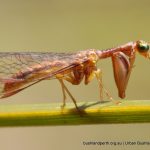 Mantispid. Star Swamp.