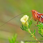 Marauding Katydid