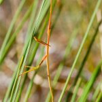 Phasmid nymph.