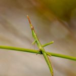 Monkey Grasshopper.