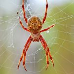 Garden Orb-weaving Spider after rain.