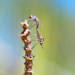 Stilt Flies.