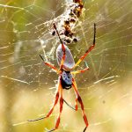 Golden Orb-weaver: Nephila edulis.