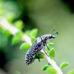 Feather-horned Beetle.