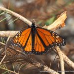 Monarch Butterfly.