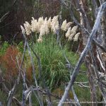 Pampas Grass.