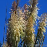 Pampas Grass.