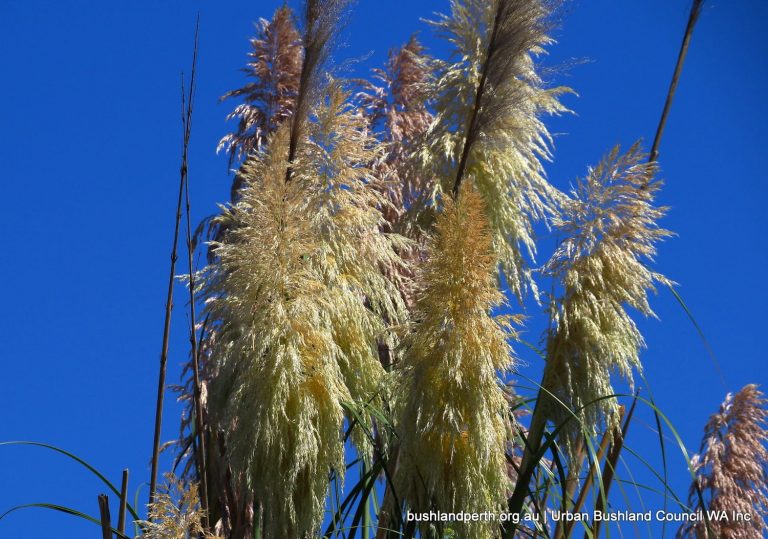 Pampas Grass Urban Bushland Council WA