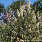 Pampas Grass.