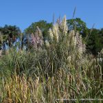 Pampas Grass.