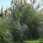 Pampas Grass.