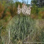 Pampas Grass.