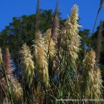 Pampas Grass.