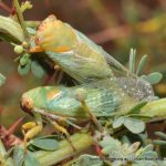 Cicadas. Star Swamp.