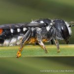 A Resin Bee.