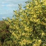 Sydney Golden Wattle.