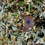 Theclinesthes serpentata.