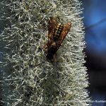 Wasp on Balga.