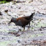 Spotless Crake.