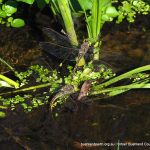 Baigup Dragonflies.