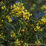 Flinders Range Wattle.