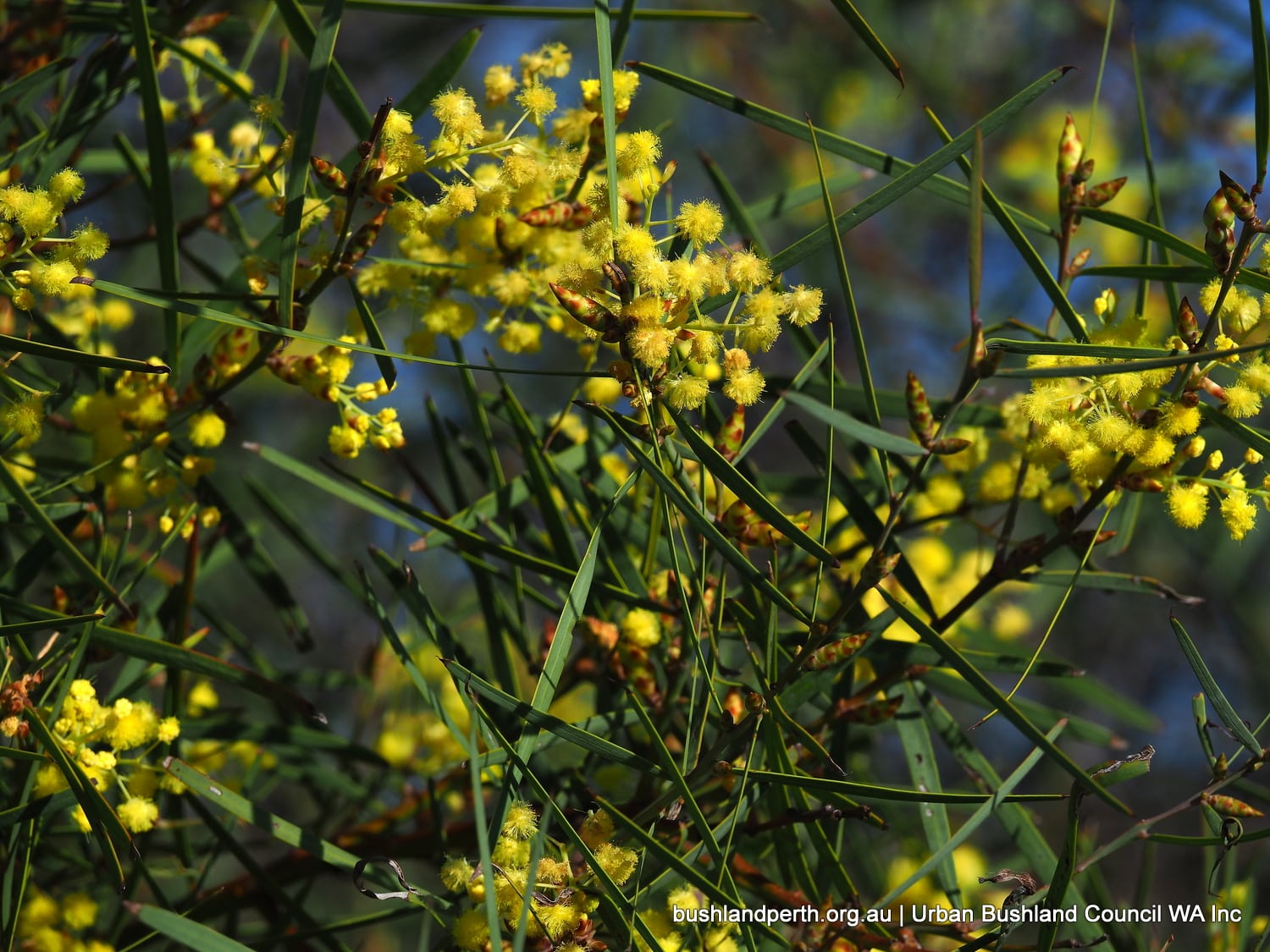 Flinders Range Wattle.