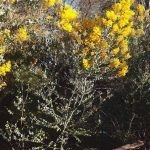 Queensland Silver Wattle.