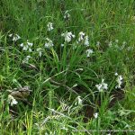 Three Cornered Garlic.