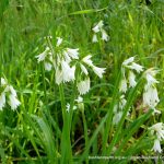 Three Cornered Garlic.