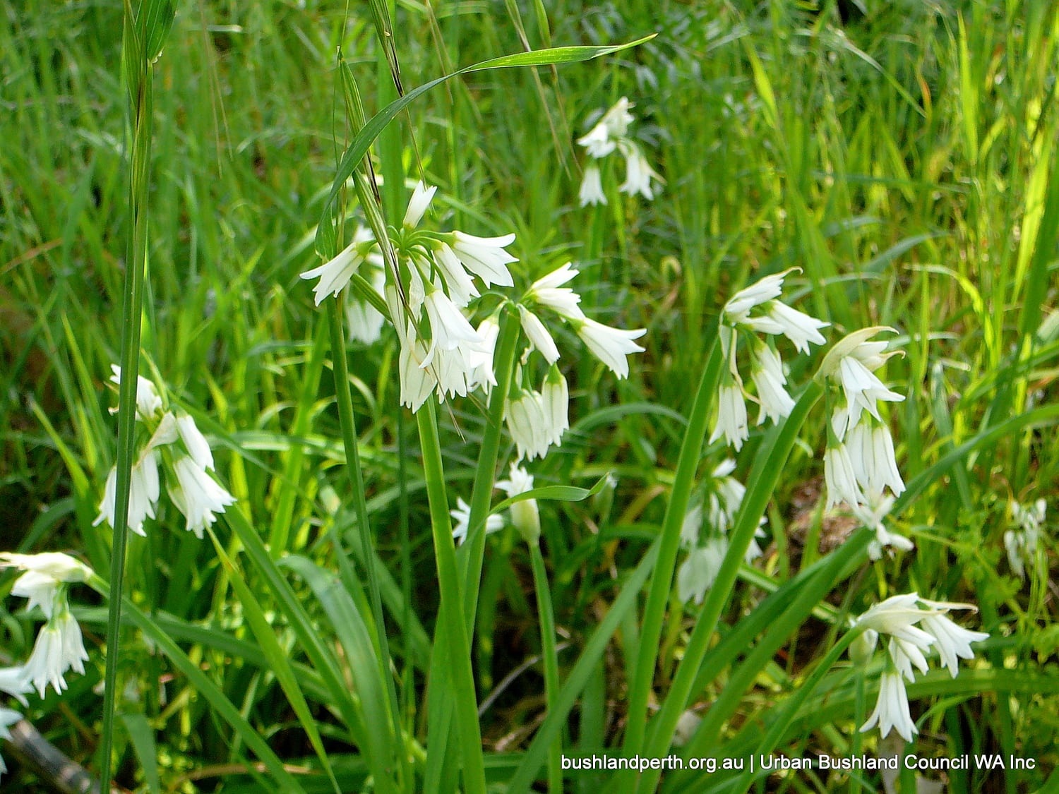 Three Cornered Garlic.