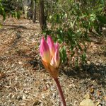 Easter Lily.