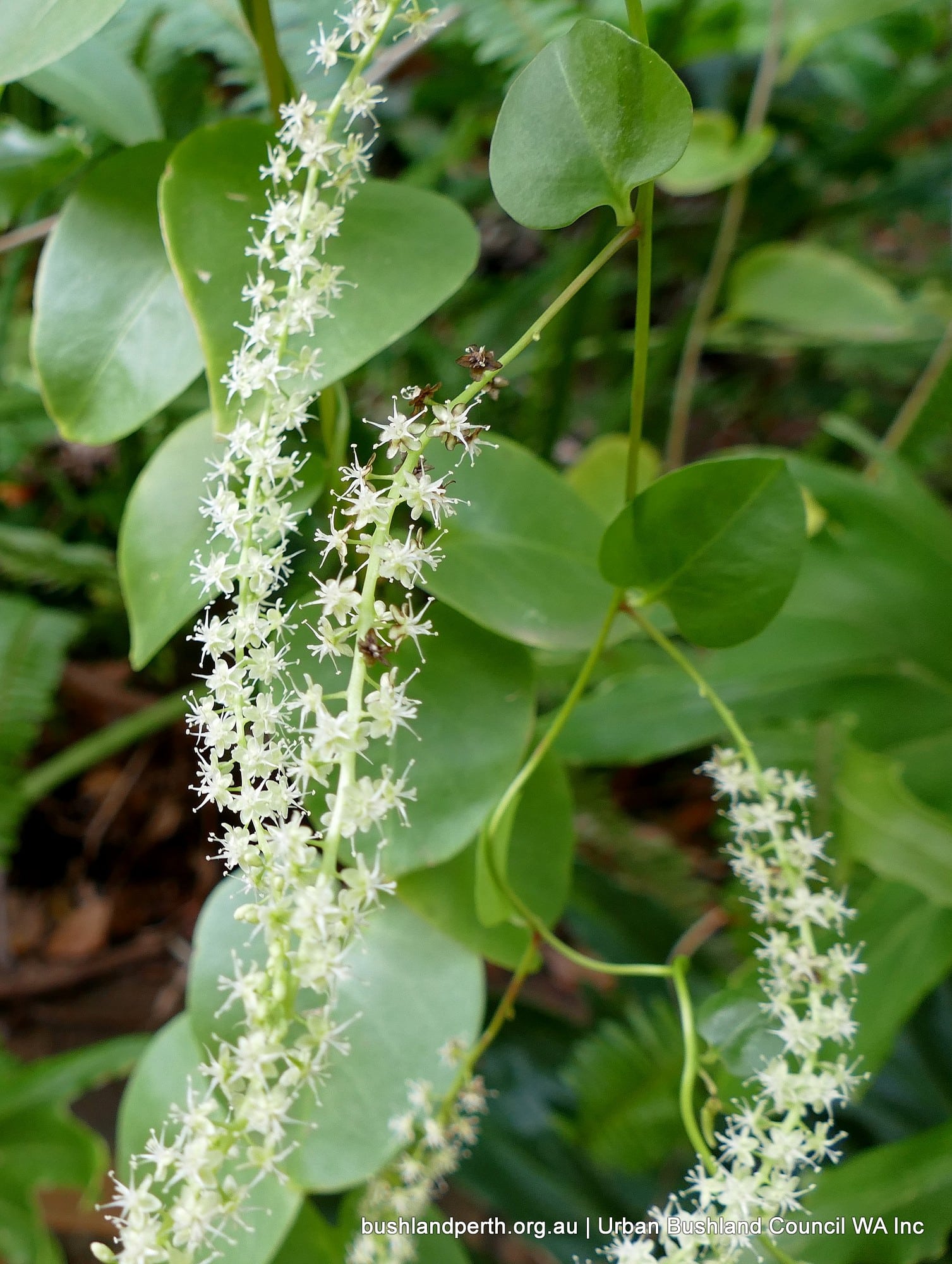 Madeira Vine.