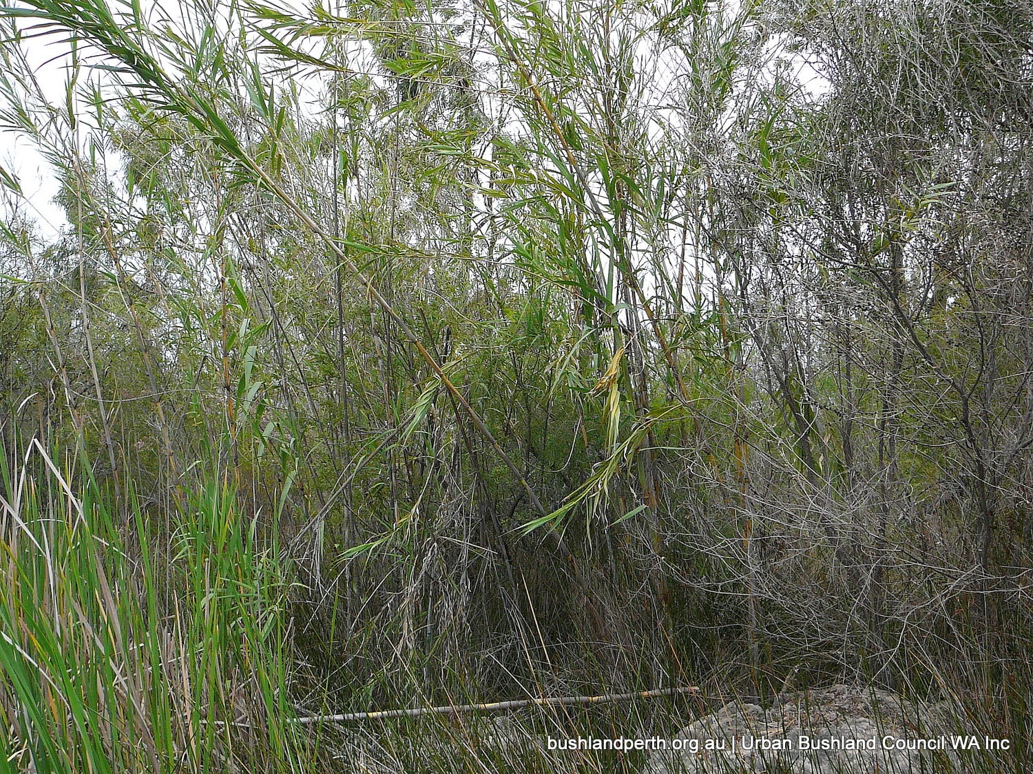 Giant Reed.