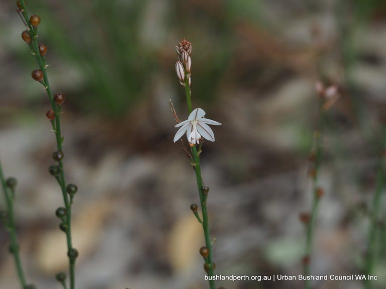 Onion Weed Urban Bushland Council WA