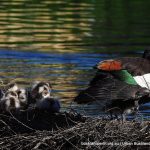 Aust. Shelduck.