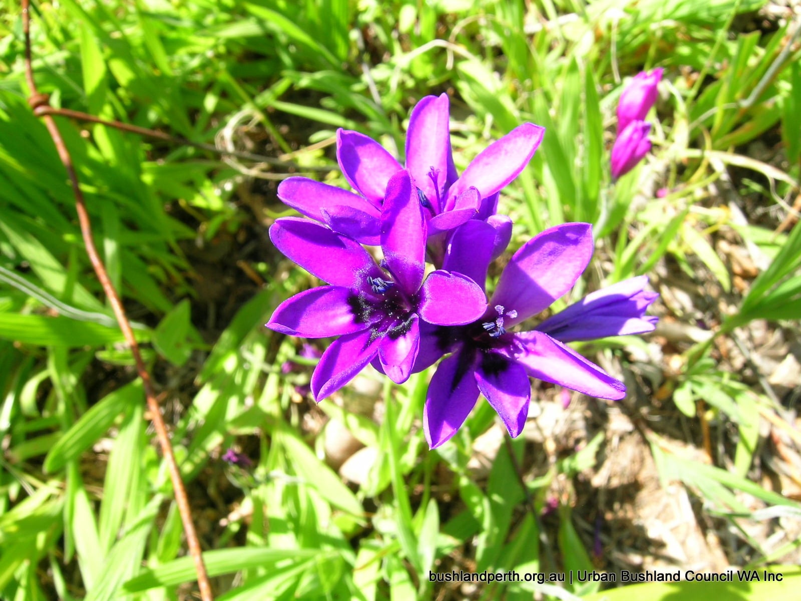 Baboon Flower.